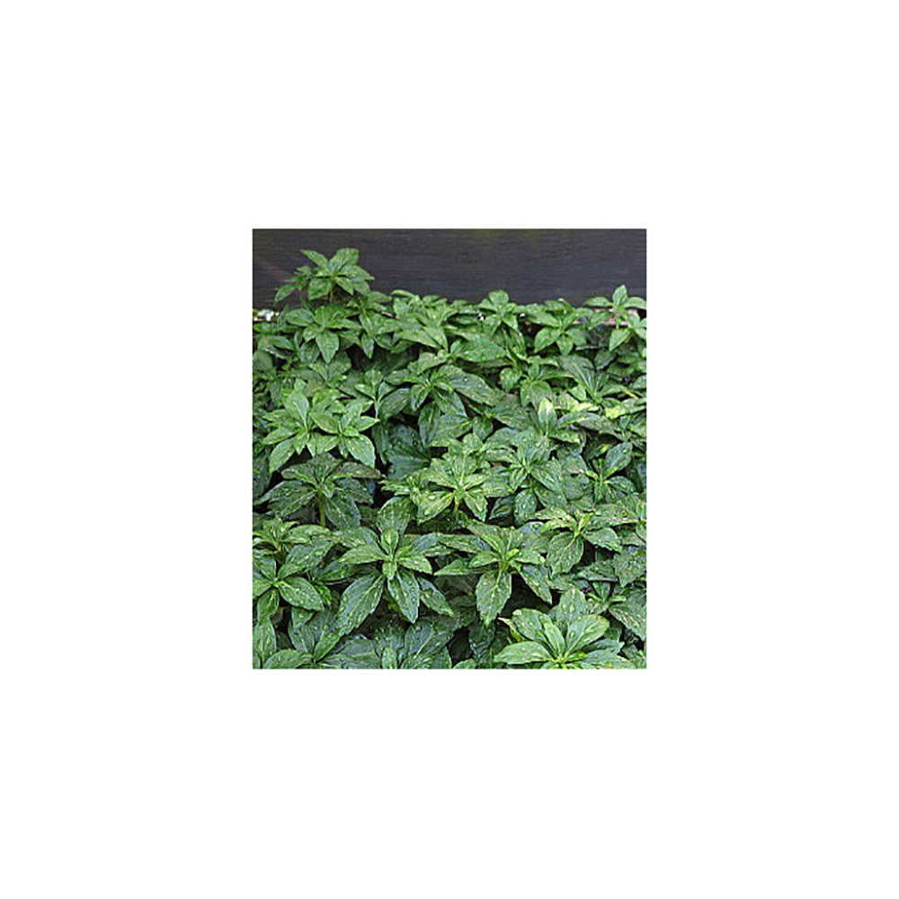 Пахисандра верхушечная Грин Карпет Р9 1шт/Pachysandra terminalis Green Carpet