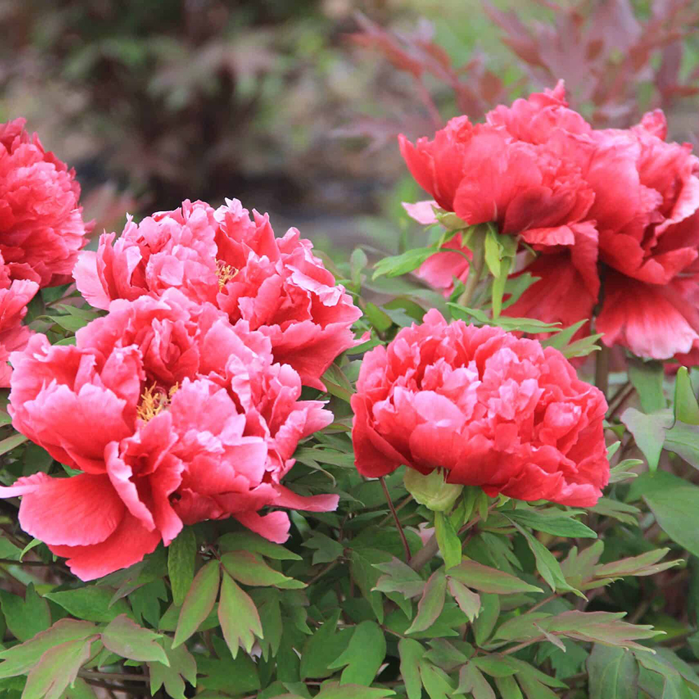 Пион молочноцветковый Холланд Ред 1шт 2/3 / Holland red (He lan hong / Хэ Лань Хун)