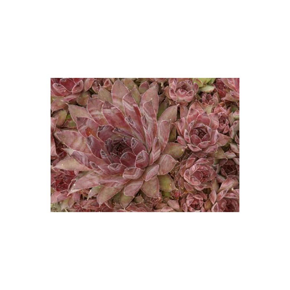 Молодило паутинистое Хамелеон Р9 1шт/Sempervivum arachnoideum Cameleon