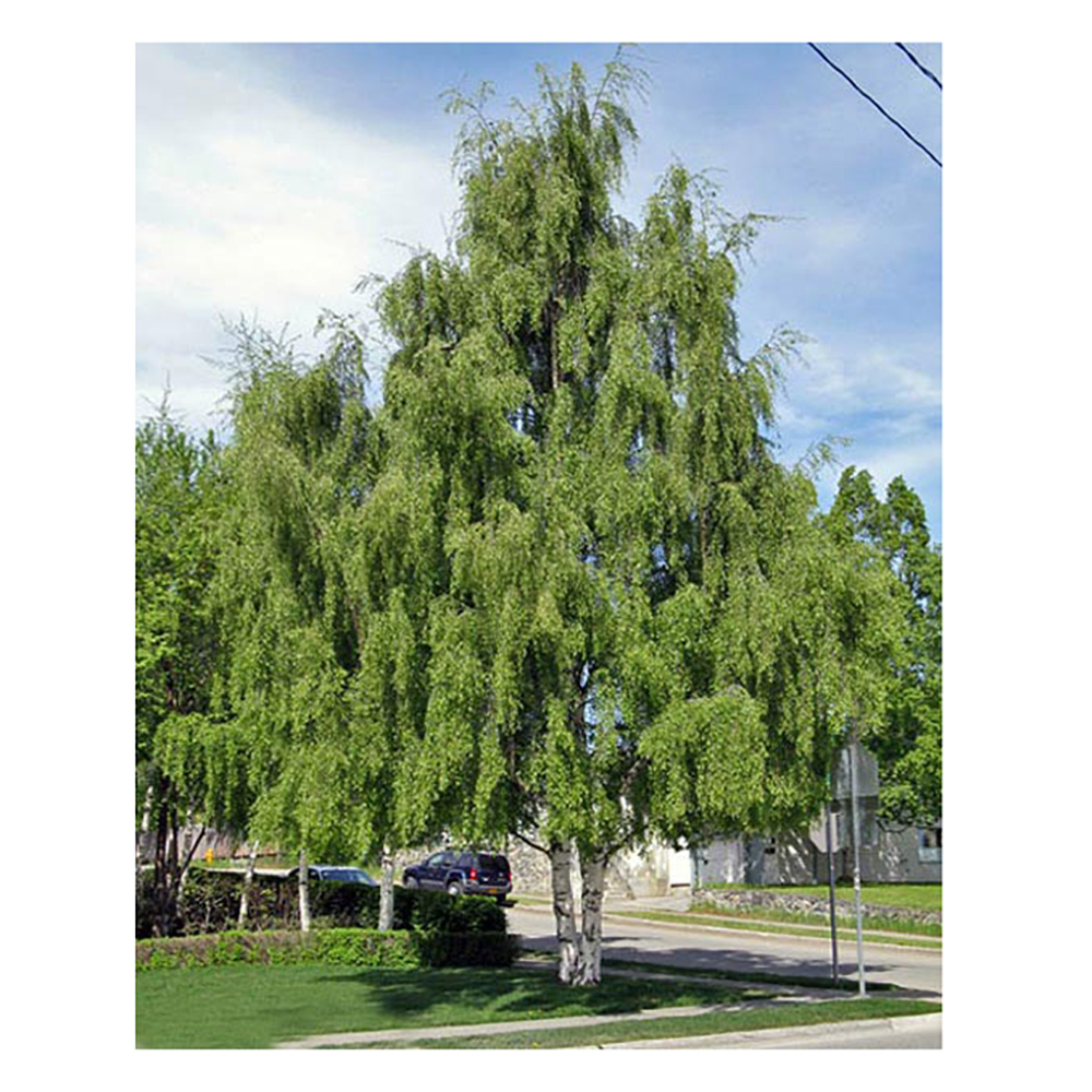 Береза повислая Лацината С3 (160-180) 1шт / Betula pendula Lacinata