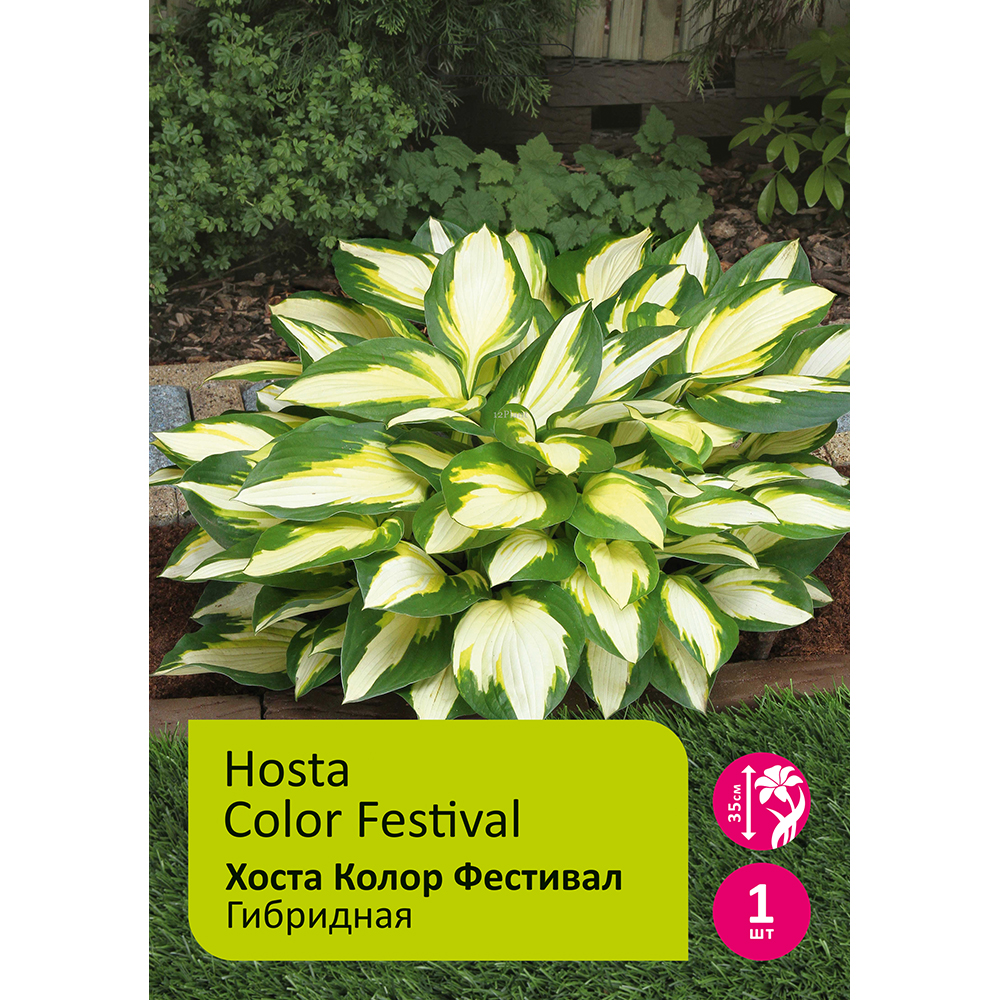 Хоста Колор Фестивал гибридная 1шт /Hosta Color Festival