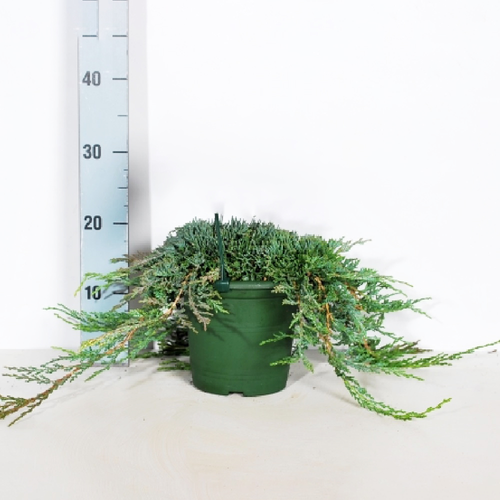 Можжевельник горизонтальный Айс Блу С3 (высота 25-30см) 1шт/Juniperus horizontalis Icee Blue