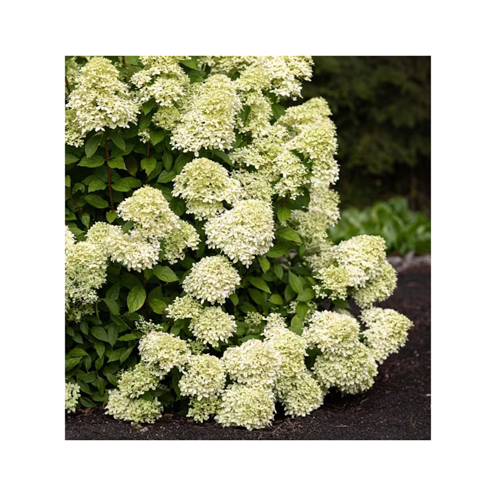 Гортензия метельчатая Ливин Литл Пэшин С3 1шт/ Hydrangea paniculata LIVING LITTLE PASSION