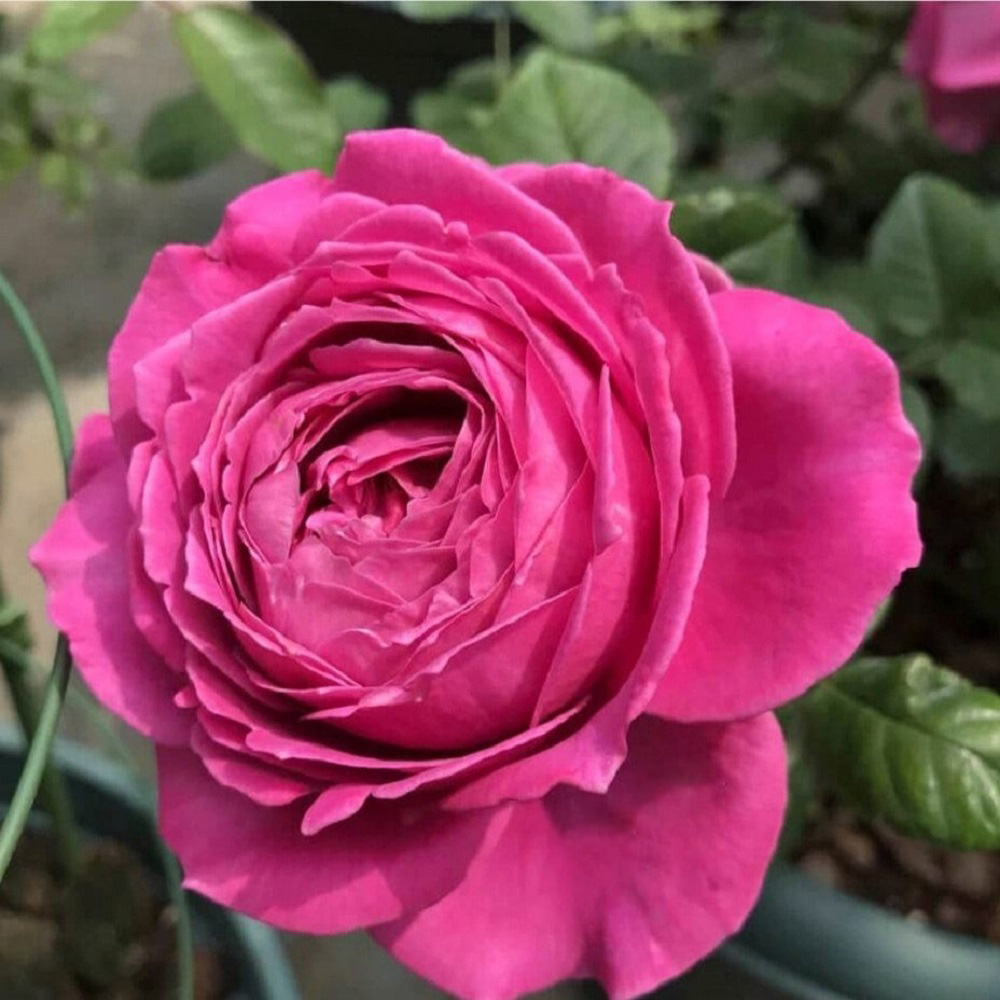 Роза Олл фо Лав чайно-гибридная 1шт /12