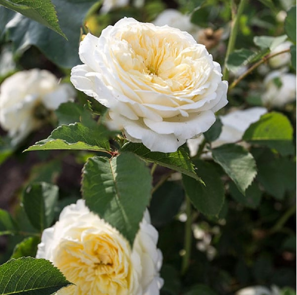 Роза Грехам Томас английская 1шт /Graham Thomas /20