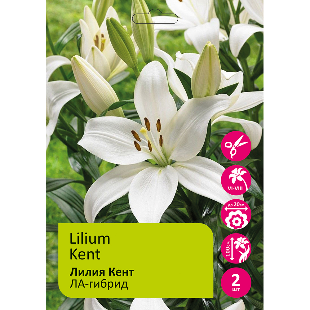 Лилия Кент 2шт 14/16 /Lilium Kent