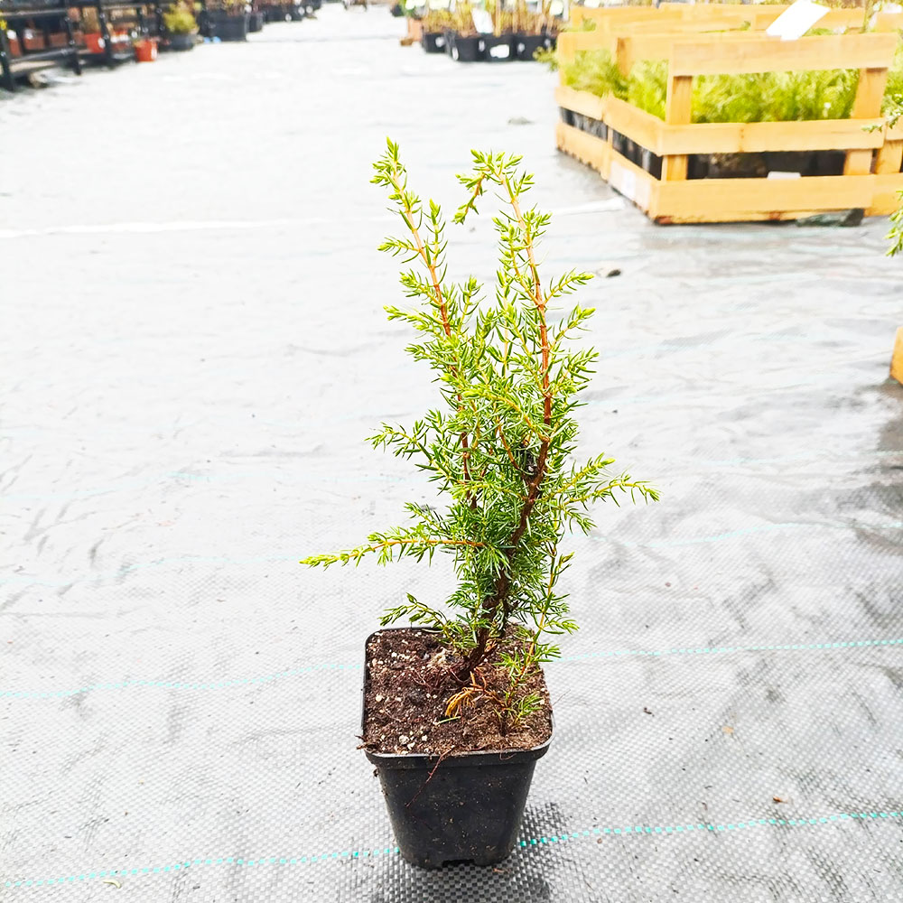 Можжевельник обыкновенный Хиберника Р9 1шт/ Juniperus communis Hibernica