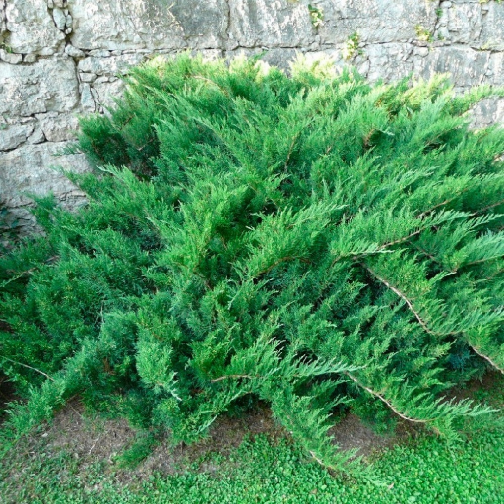 Можжевельник казацкий Там Но Блайт С2 1шт/Juniperus sabina Tam No Blight