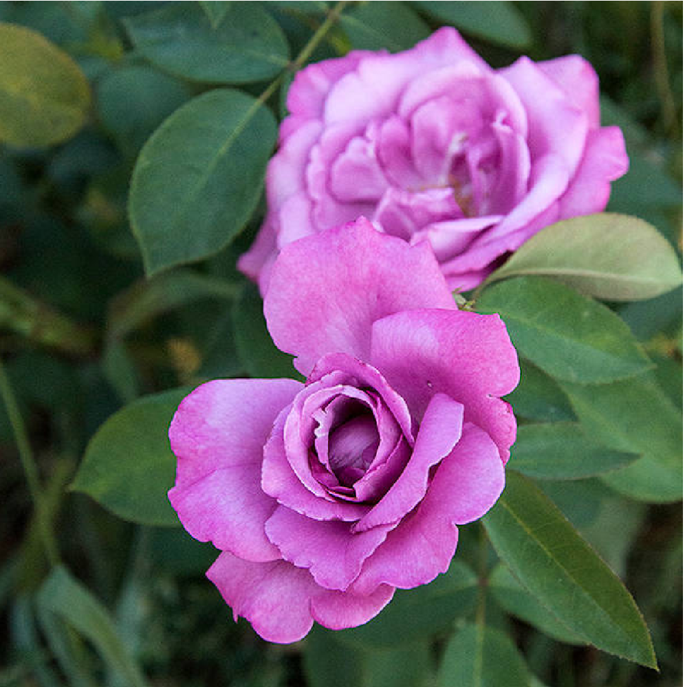 Роза Дойче Велле флорибунда 1 шт/ Deutsche Welle  /20