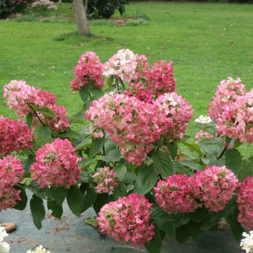 Гортензия метельчатая Мега Минди С3 30-40 1шт/Hydrangea paniculata MEGA MINDY