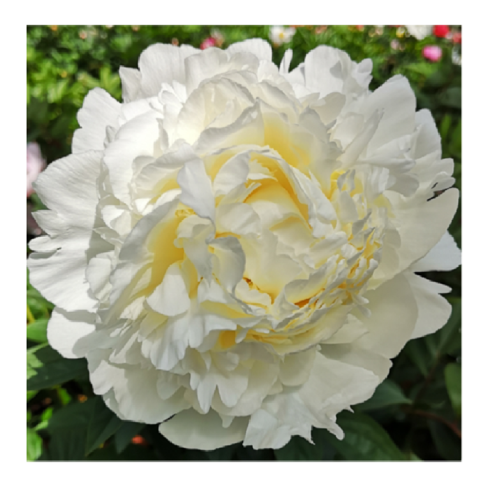 Пион Молочноцветковый Айвори Виктори 1шт /Paeonia Ivory Victory