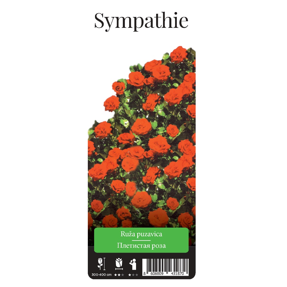 Роза Симпати плетистая 1шт./ Sympathie  /20