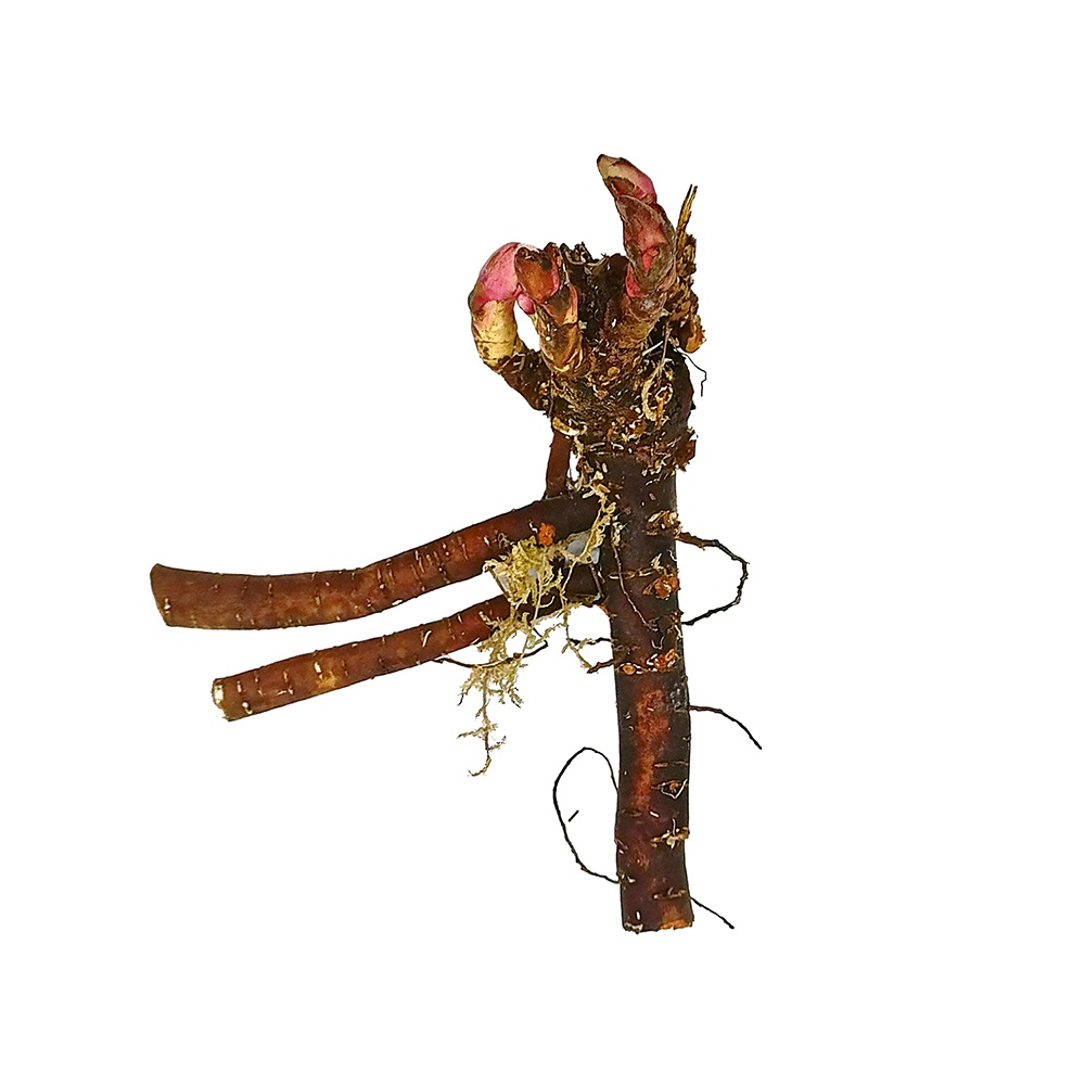 Пион молочноцветковый Сияющий пурпурный феникс 1шт/Paeonia Zi Feng Chao Yang (Цзы Фэн Чао Ян)