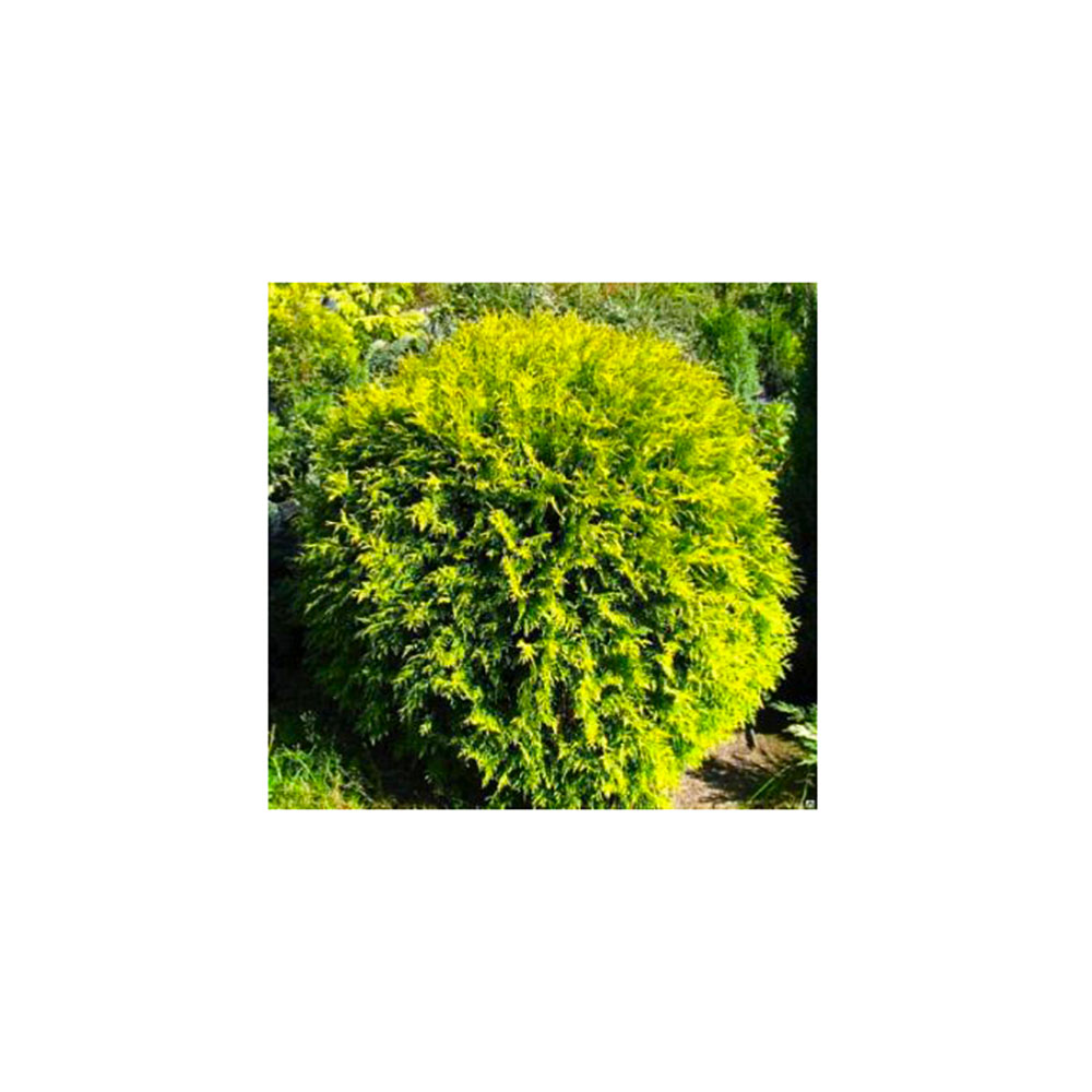 Туя западная Селена С7.5 (40-50) 1шт/Thuja occidentalis Selena