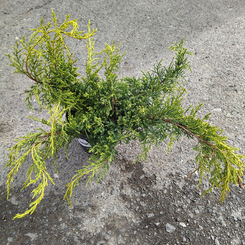 Можжевельник средний Голдкиссен С2-3 1шт/Juniperus media Goldkissen