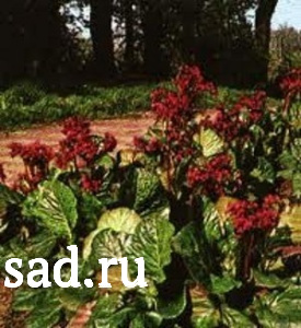 Бадан сердцелистный Зимний жар С2-3  1шт