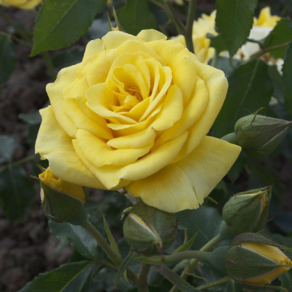 Роза Валенсия чайно-гибридная 1 шт/ Valencia  /20