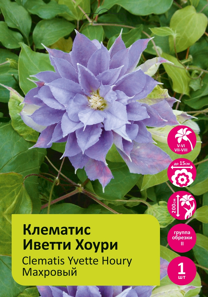 Клематис Иветти Хоури 1шт гр,обрезки 2