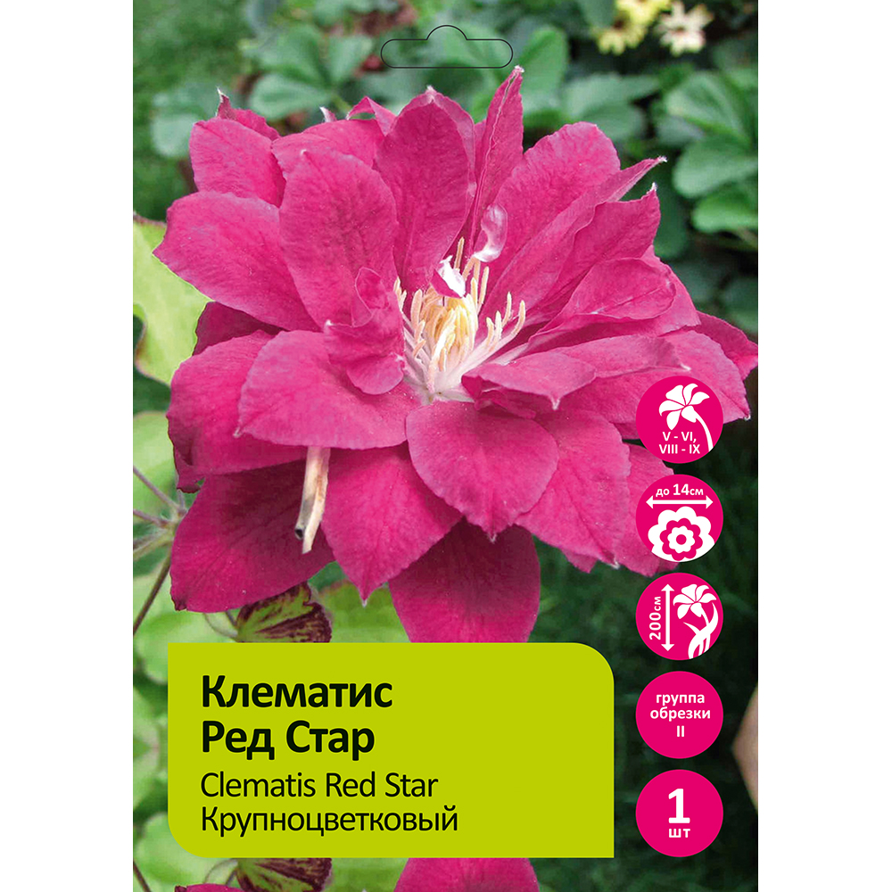 Клематис Ред Стар 1шт гр.обрезки 2 / Clematis Red Star
