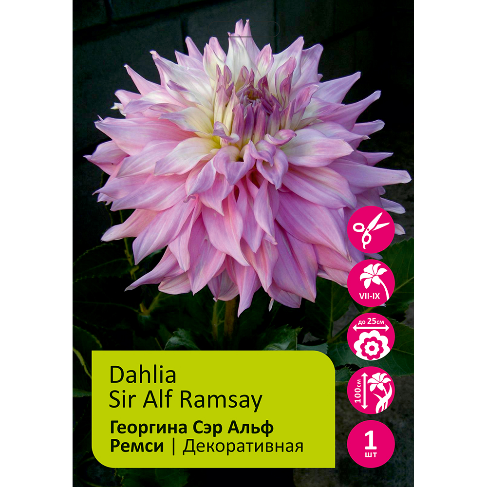Георгина Сэр Альф Ремси(Сэр Альф Рамсей) 1шт/Dahlia Sir Alf Ramsay