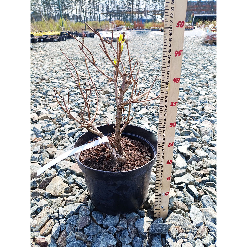 Гортензия метельчатая Романтик Эйс С5 1шт /Hydrangea paniculata ROMANTIC ACE