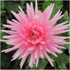 Георгина Парк Принцесс 1шт/Dahlia Park Princess