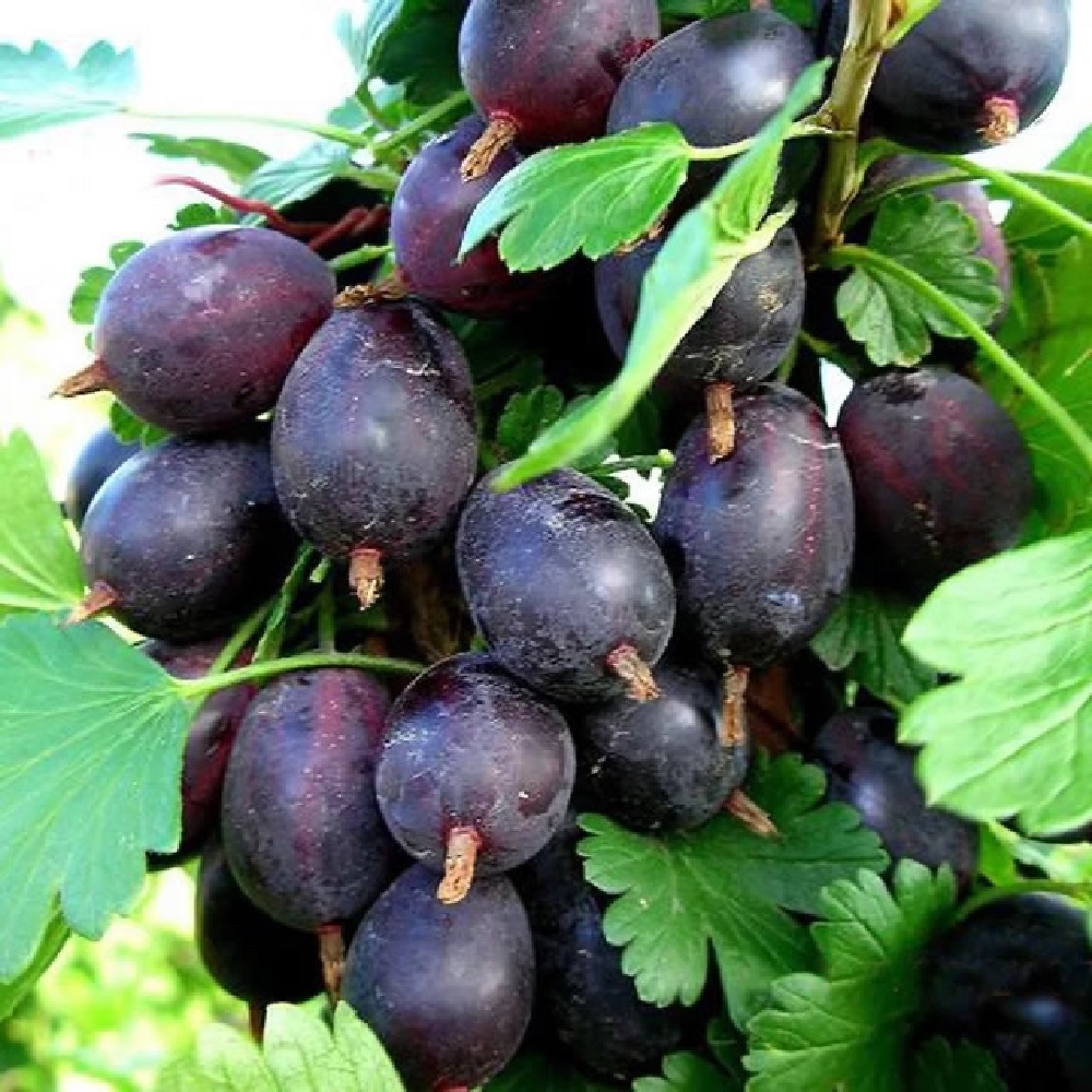 Крыжовник Командор в горшке 2 л/1шт