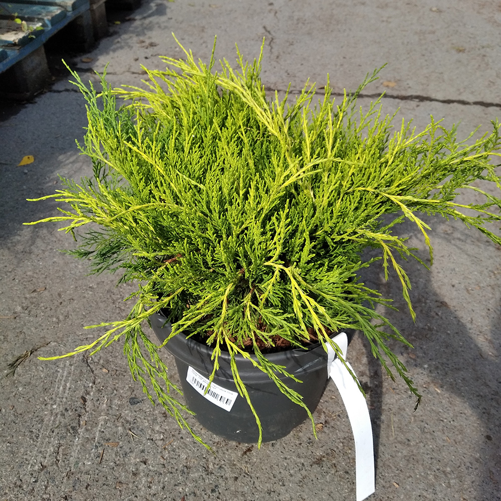 Можжевельник Пфитцера Олд Голд  С5 (высота 30-40см) 1шт/Juniperus pfitzeriana Old Gold