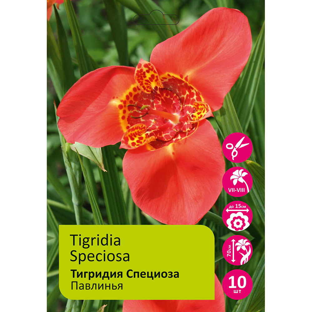 Тигридия павлинья Специоза 10шт 5/7/Tigridia Pavonia Speciosa