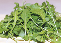 руккола