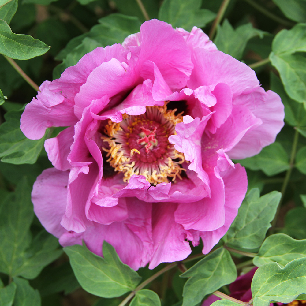 Пион древовидный Шедевр 1шт/Paeonia Jing You Tu (Цзин Ю Ту)