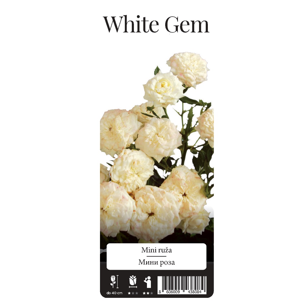 Роза Вайт Джем миниатюрная 1шт./White Gem /20
