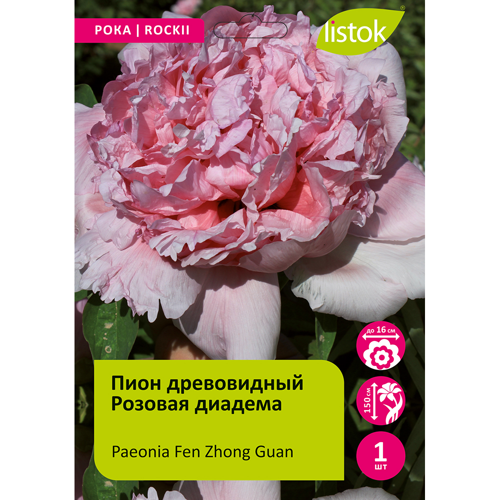 Пион древовидный Розовая диадема 1шт/Paeonia Fen Zhong Guan (Фэнь Чжун Гуань)