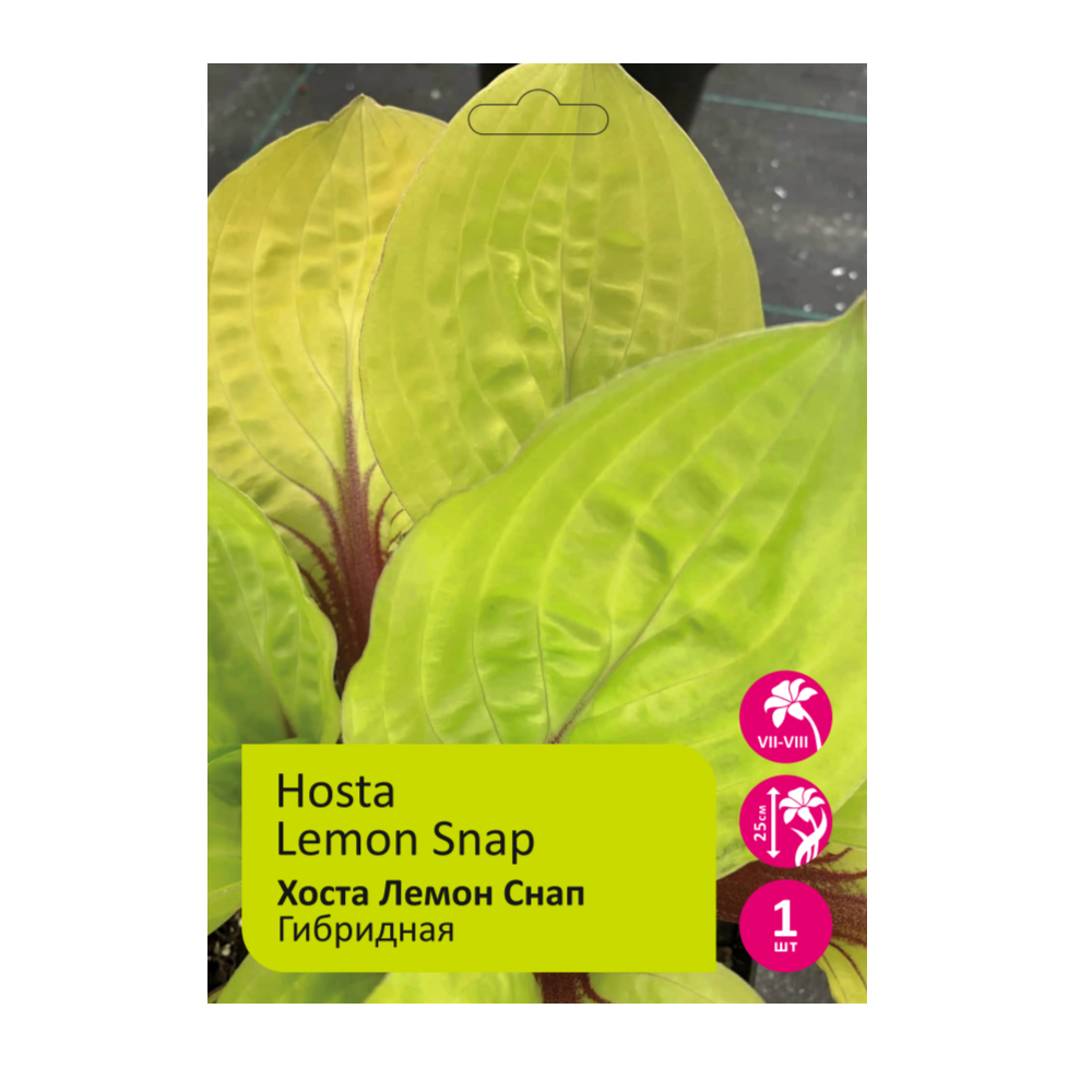 Хоста Лемон Снап 1шт /Hosta Lemon Snap