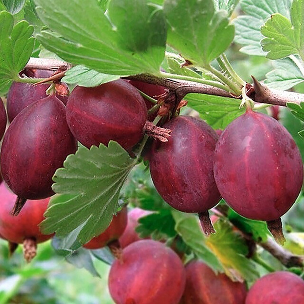 Крыжовник Хинонмаки Ред 1шт