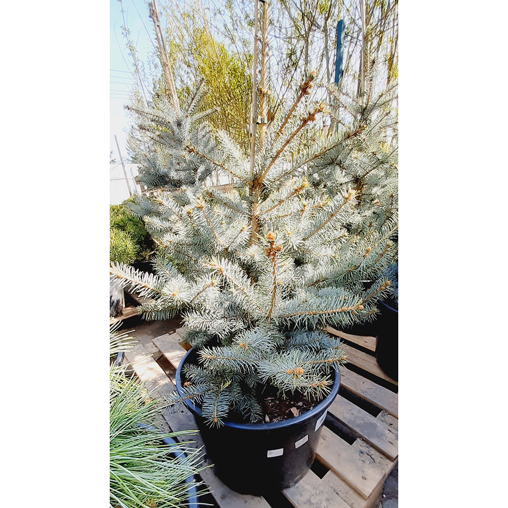 Ель колючая Эдит в горшке 30л, 1шт