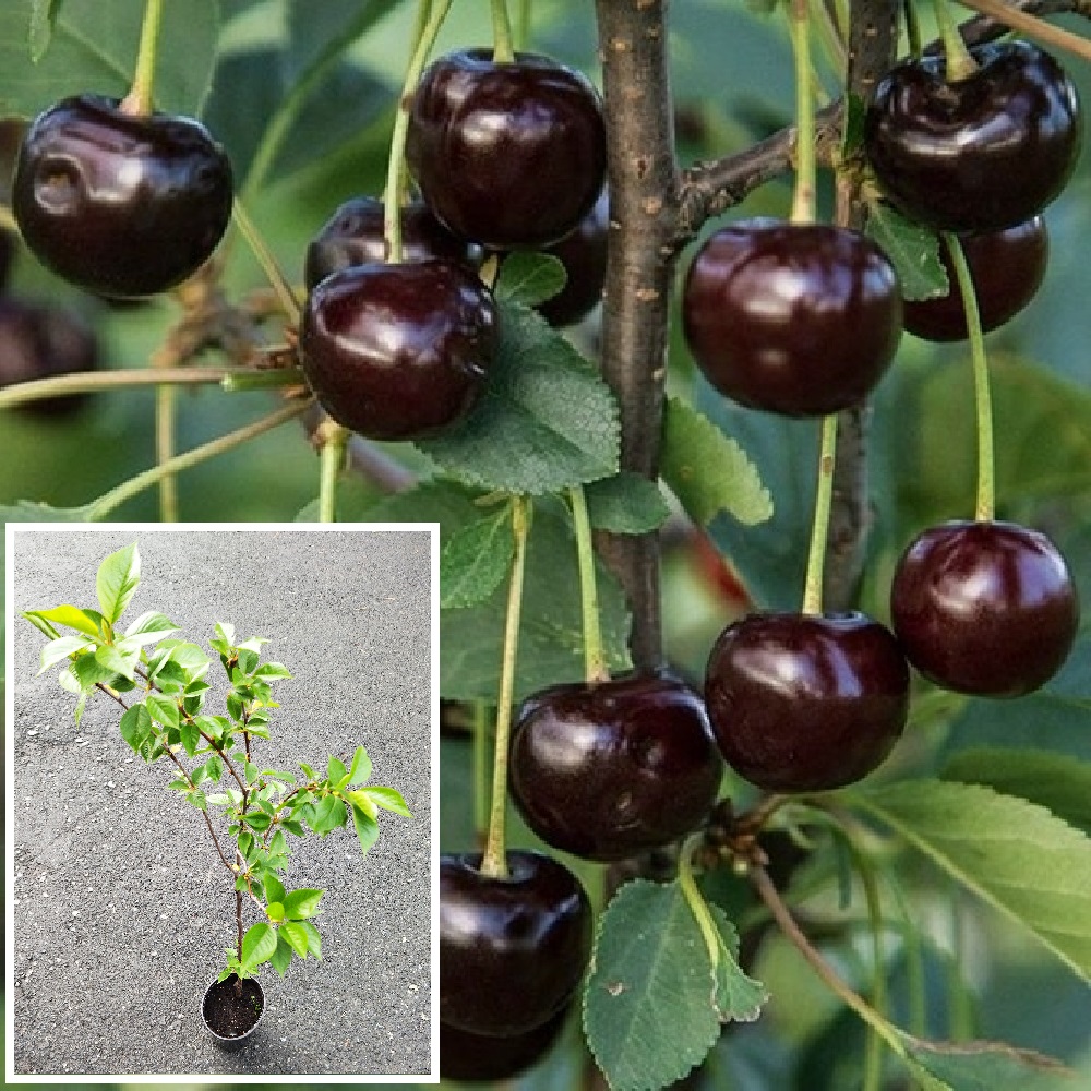 Вишня Шоколадница в горшке 2л/ 1шт