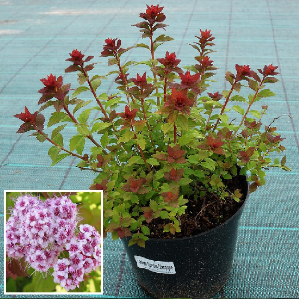 Спирея японская Спарклинг Шампэйн, в горшке 2-3л 1шт