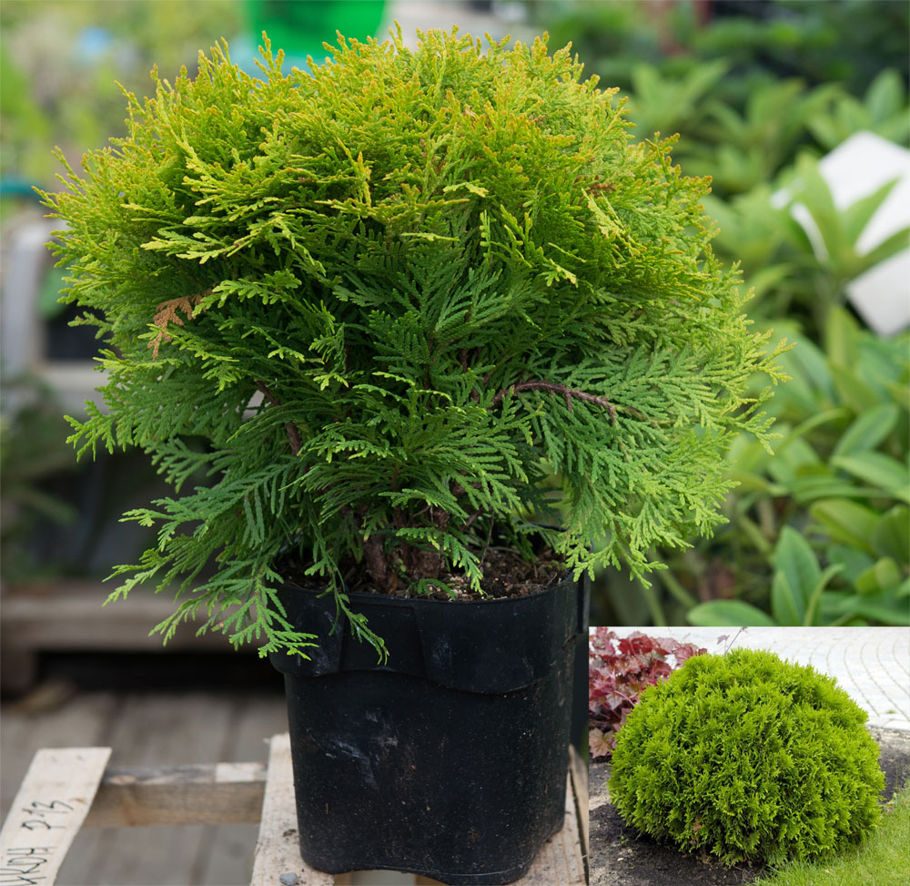 Туя западная Даника Ауреа  С5 1шт /Thuja occidentalis Danica
