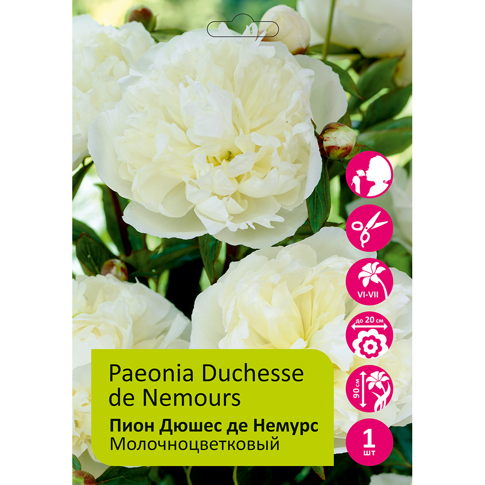 Пион молочноцветковый Дюшес Де Немурс 1шт 2/3/Duchesse de Nemours(Gong jue fu ren/Гун Цзюэ Фу Рэнь)