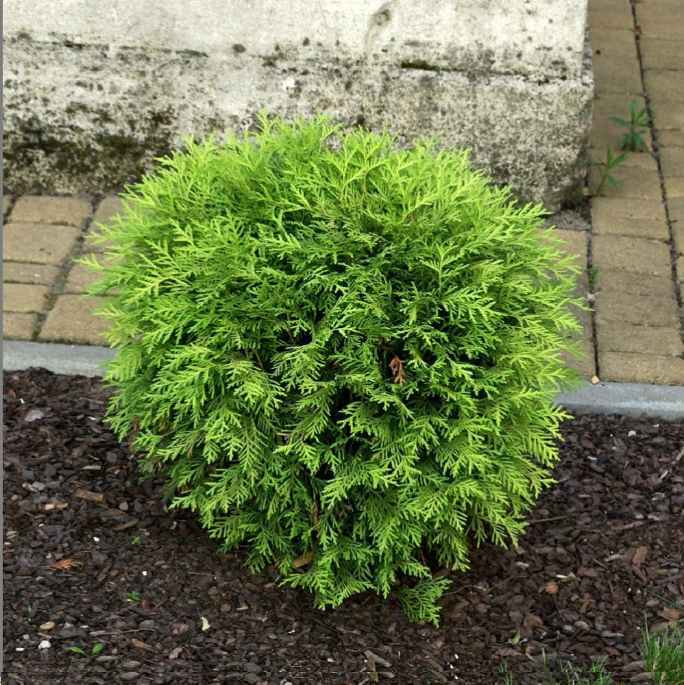 Туя западная Глобоза С10 1шт /Thuja occidentalis Globosa 