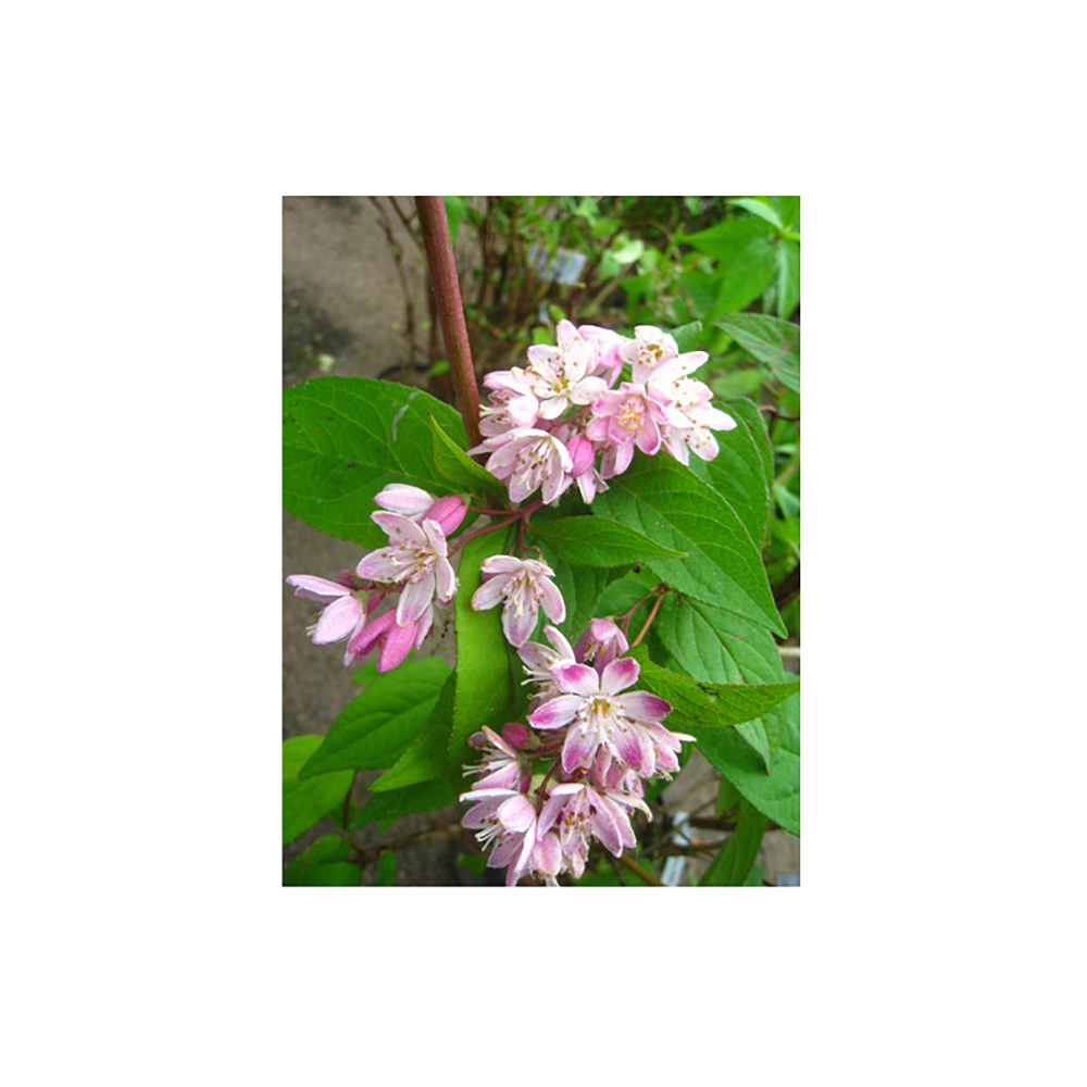 Дейция пурпурная Калмифлора С2  1шт/Deutzia purpurescens Kalmiiflora