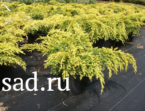 Туя западная Дегрут Спайер С3 (20-30) 1шт/Thuja occidentalis Degroots Spire