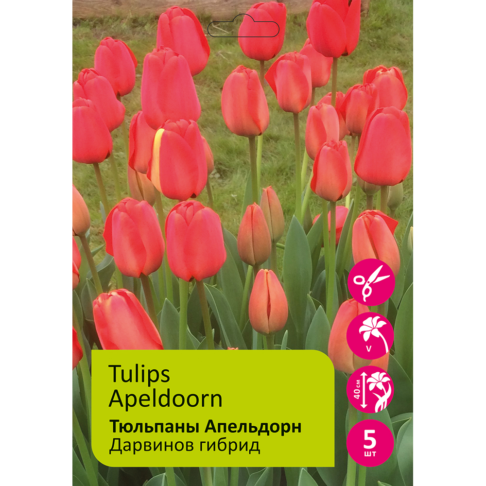 Тюльпаны Апельдорн 5шт Дарвинов гибрид 12/+/ Tulip Apeldoorn /5