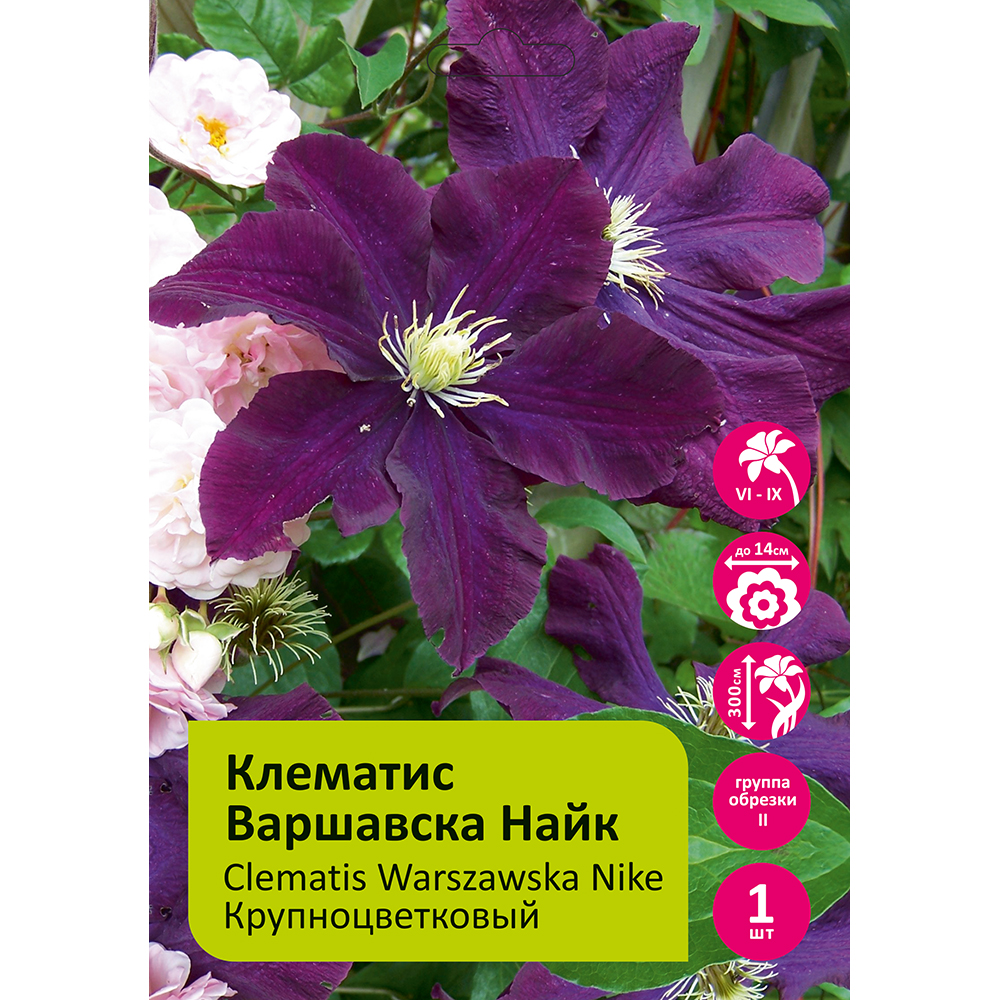 Клематис Варшавска Найк 1шт гр.обрезки 2 / Clematis Warszawska Nike