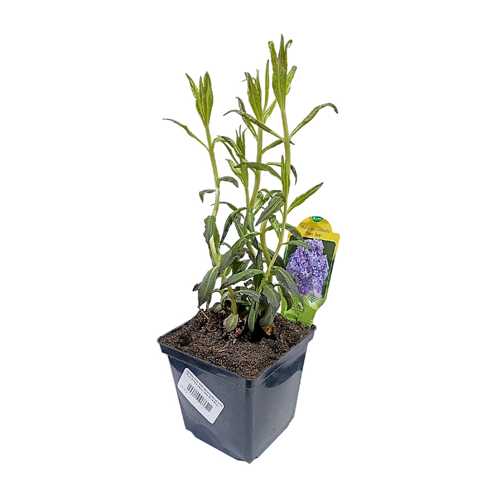 Флокс Блу Бой метельчатый Р13 1шт /Phlox paniculata Blue Boy 