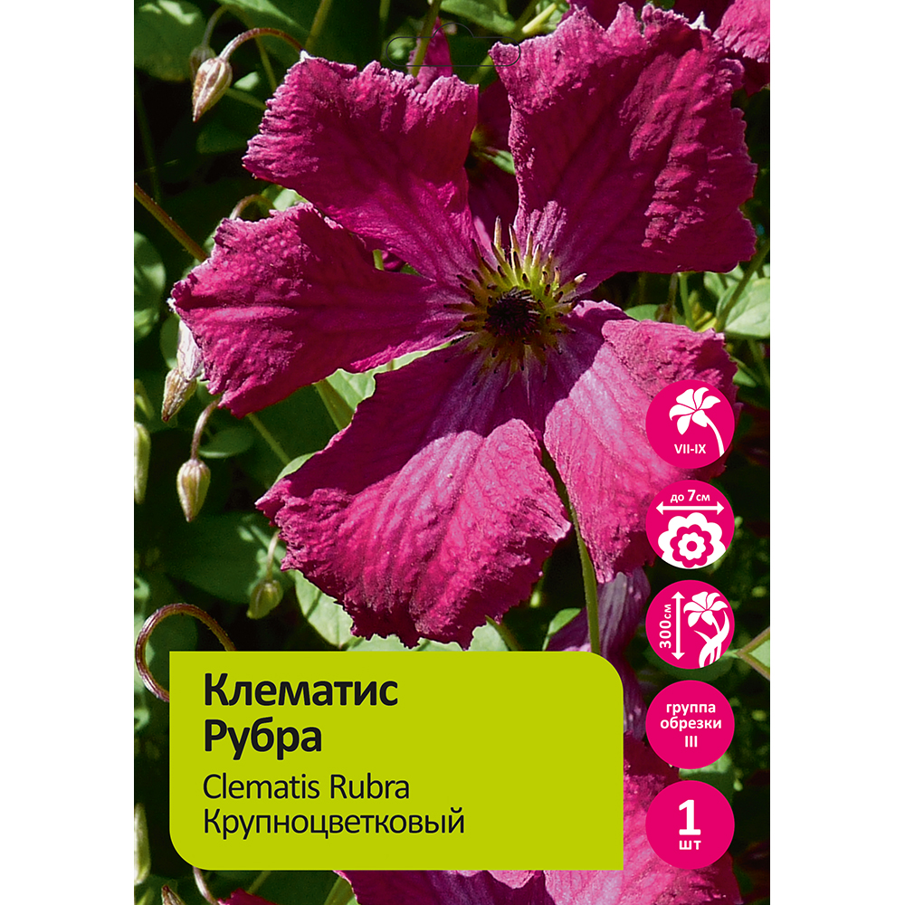 Клематис Рубра 1шт гр. обрезки 3 /Clematis Rubra