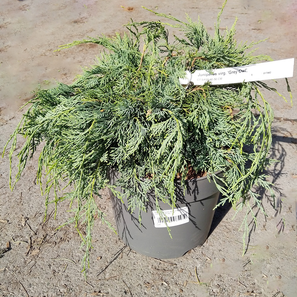 Можжевельник виргинский Грей Оул в горшке 7,5л (высота 40-50см) 1шт/ Juniperus virginiana Grey Owl