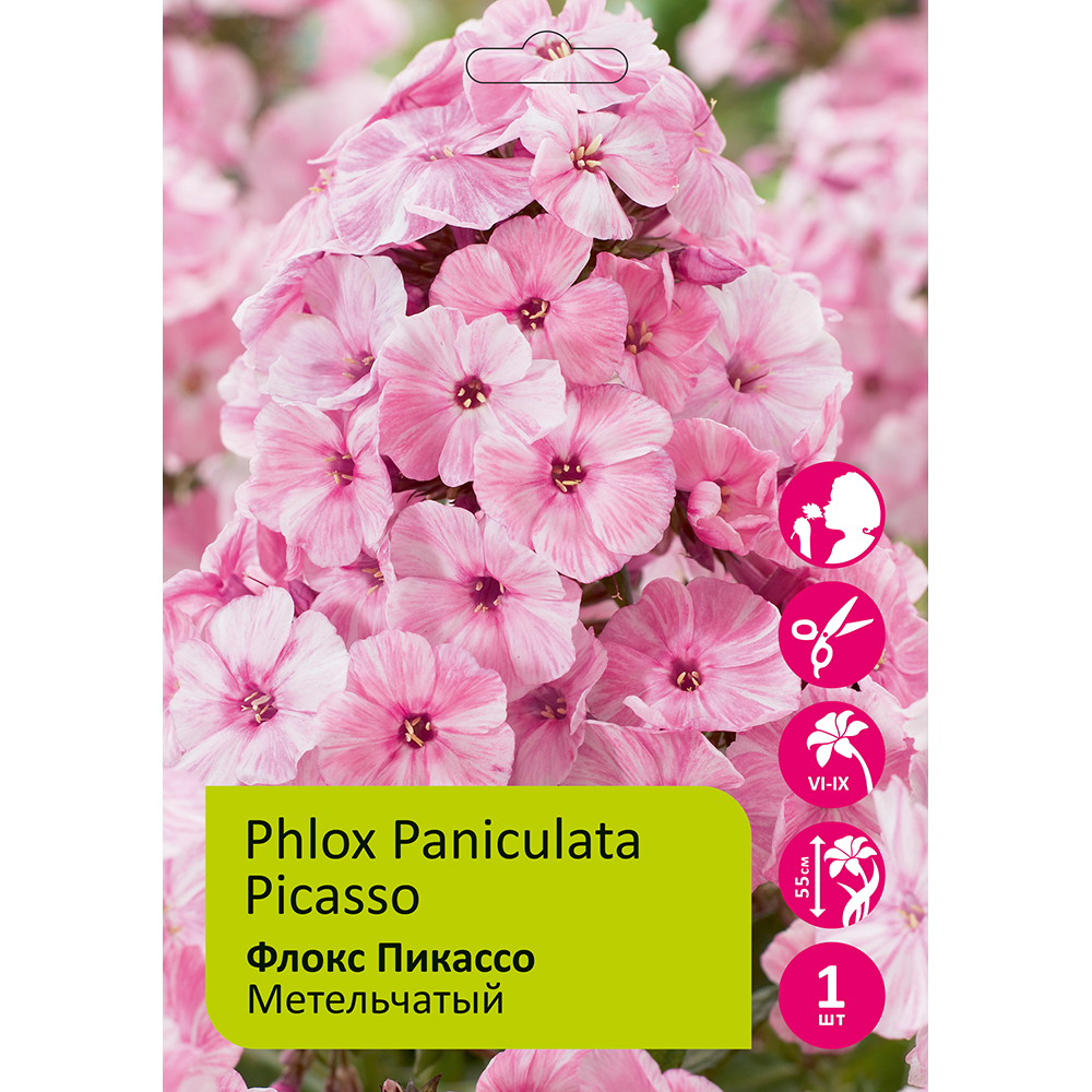 Флокс Пикассо 1шт метельчатый /Phlox paniculata Picasso