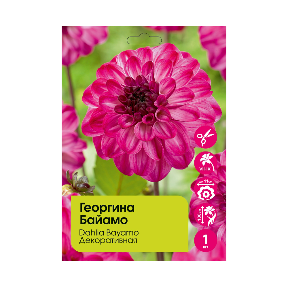 Георгина Байамо 1шт /Dahlia Bayamo